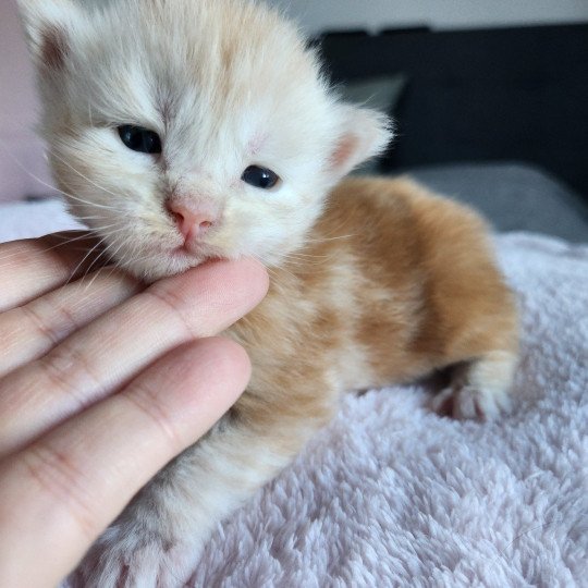chaton Maine coon red silver blotched tabby Acajou Chatterie des Sept Phoenix red silver blotched tabby