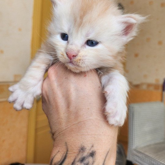 chaton Maine coon red silver blotched tabby Appolon Chatterie des Sept Phoenix red silver blotched tabby