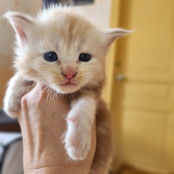 Appolon Des Sept Phoenix Mâle Maine coon