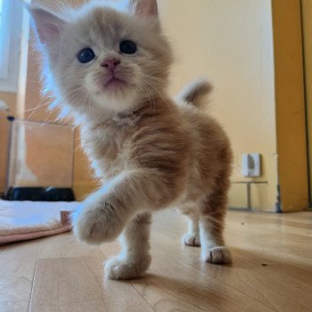Appolon Des Sept Phoenix Mâle Maine coon