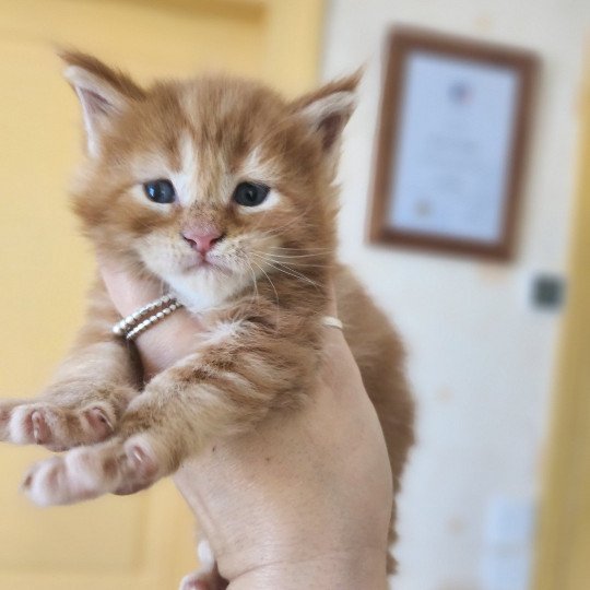chaton Maine coon red blotched tabby Alita Chatterie des Sept Phoenix red blotched tabby