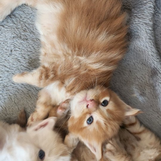 chaton Maine coon red blotched tabby Alita Chatterie des Sept Phoenix red blotched tabby