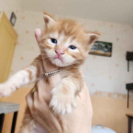 chaton Maine coon red blotched tabby Alita Chatterie des Sept Phoenix red blotched tabby