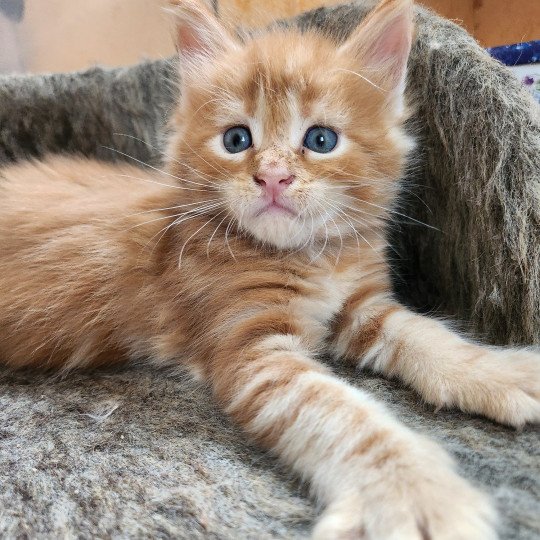 chaton Maine coon red blotched tabby Alita Chatterie des Sept Phoenix red blotched tabby