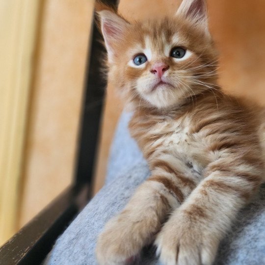 chaton Maine coon red blotched tabby Alita Chatterie des Sept Phoenix red blotched tabby