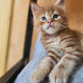 Alita Des Sept Phoenix Femelle Maine coon