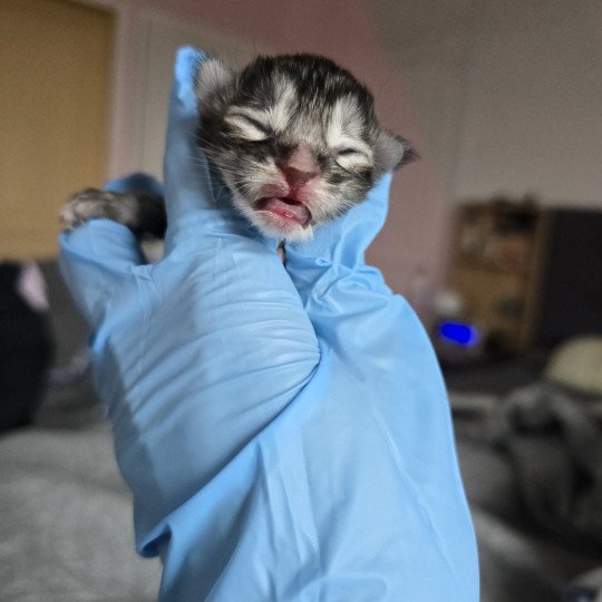 chaton Maine coon black tortie silver tabby Aloy Chatterie des Sept Phoenix black tortie silver blotched tabby