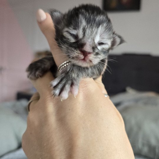 chaton Maine coon black tortie silver tabby Aloy Chatterie des Sept Phoenix black tortie silver blotched tabby