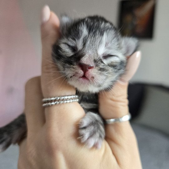 chaton Maine coon black tortie silver tabby Aloy Chatterie des Sept Phoenix black tortie silver blotched tabby