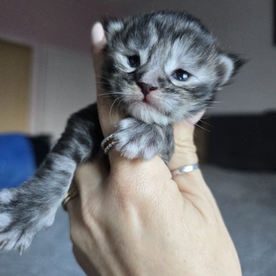 chaton Maine coon black tortie silver tabby Aloy Chatterie des Sept Phoenix black tortie silver blotched tabby