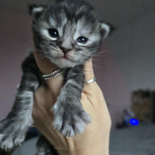 chaton Maine coon black tortie silver tabby Aloy Chatterie des Sept Phoenix black tortie silver blotched tabby