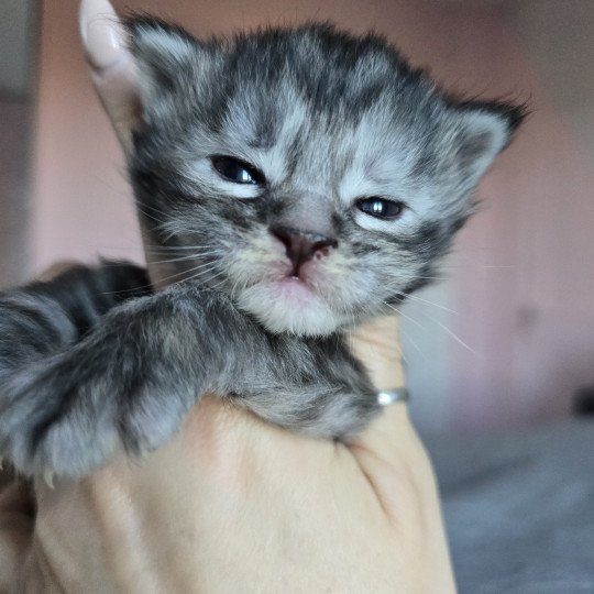 chaton Maine coon black tortie silver tabby Aloy Chatterie des Sept Phoenix black tortie silver blotched tabby