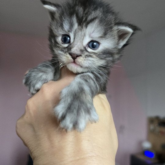 chaton Maine coon black tortie silver tabby Aloy Chatterie des Sept Phoenix black tortie silver blotched tabby