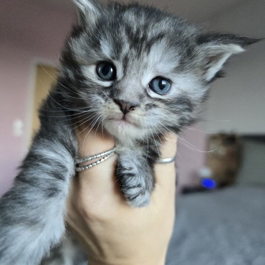 chaton Maine coon black tortie silver tabby Aloy Chatterie des Sept Phoenix black tortie silver blotched tabby