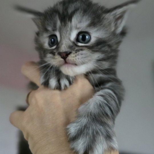 chaton Maine coon black tortie silver tabby Aloy Chatterie des Sept Phoenix black tortie silver blotched tabby