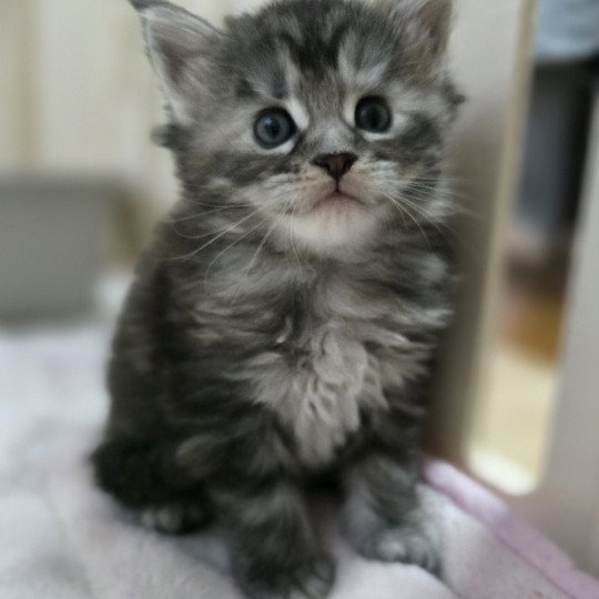 chaton Maine coon black tortie silver tabby Aloy Chatterie des Sept Phoenix black tortie silver blotched tabby