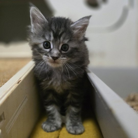 chaton Maine coon black tortie silver tabby Aloy Chatterie des Sept Phoenix black tortie silver blotched tabby