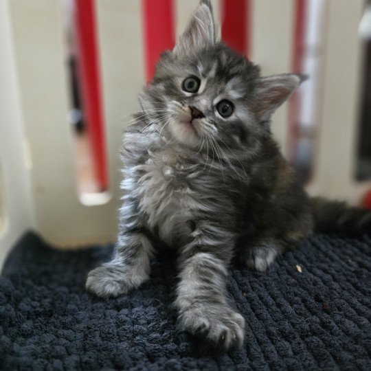 chaton Maine coon black tortie silver tabby Aloy Chatterie des Sept Phoenix black tortie silver blotched tabby