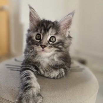 Aloy Des Sept Phoenix Femelle Maine coon