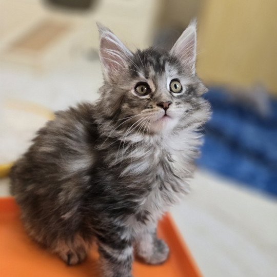 chaton Maine coon black tortie silver blotched tabby Aloy Chatterie des Sept Phoenix black tortie silver blotched tabby