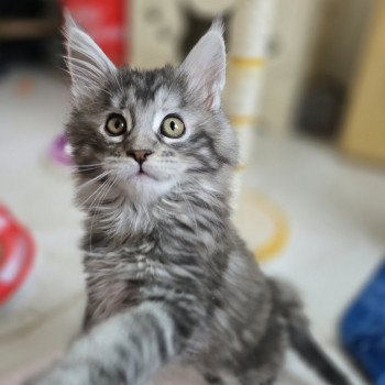 Aloy Des Sept Phoenix Femelle Maine coon