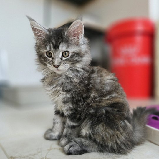 chaton Maine coon black tortie silver blotched tabby Aloy Chatterie des Sept Phoenix black tortie silver blotched tabby