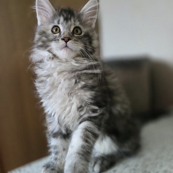 Aloy Des Sept Phoenix Femelle Maine coon