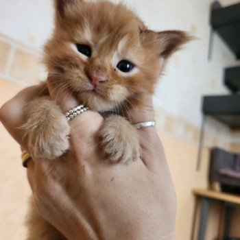 Amazone Des Sept Phoenix Femelle Maine coon