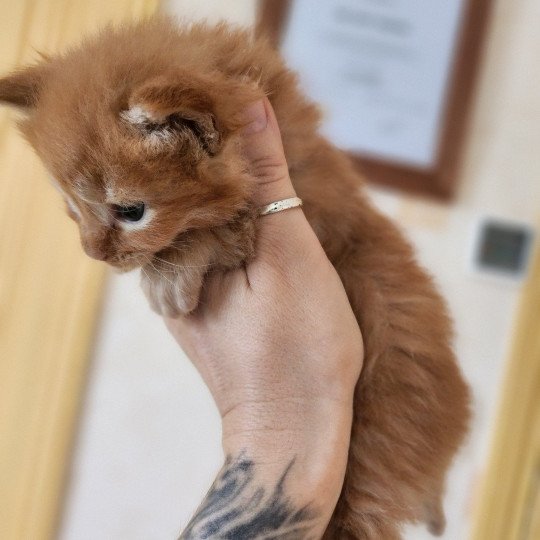 chaton Maine coon red mackerel tabby Amazone Chatterie des Sept Phoenix red mackerel tabby