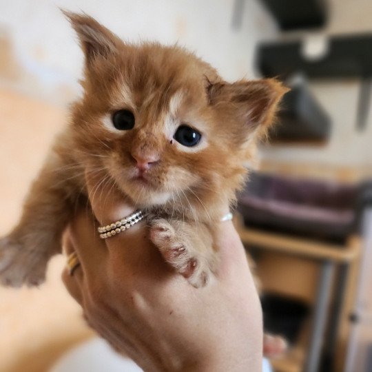 chaton Maine coon red mackerel tabby Amazone Chatterie des Sept Phoenix red mackerel tabby