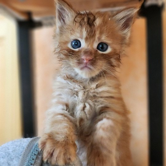 chaton Maine coon red mackerel tabby Amazone Chatterie des Sept Phoenix red mackerel tabby