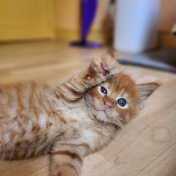 Amazone Des Sept Phoenix Femelle Maine coon