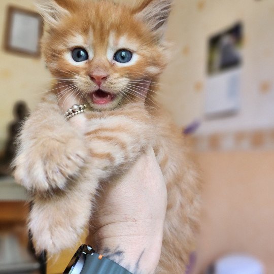 chaton Maine coon red mackerel tabby Amazone Chatterie des Sept Phoenix red mackerel tabby