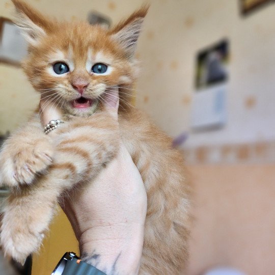 chaton Maine coon red mackerel tabby Amazone Chatterie des Sept Phoenix red mackerel tabby