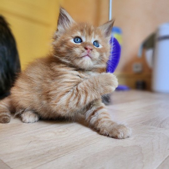 chaton Maine coon red mackerel tabby Amazone Chatterie des Sept Phoenix red mackerel tabby