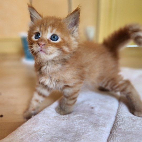 chaton Maine coon red mackerel tabby Amazone Chatterie des Sept Phoenix red mackerel tabby