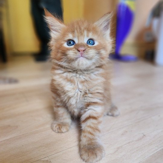 chaton Maine coon red mackerel tabby Amazone Chatterie des Sept Phoenix red mackerel tabby