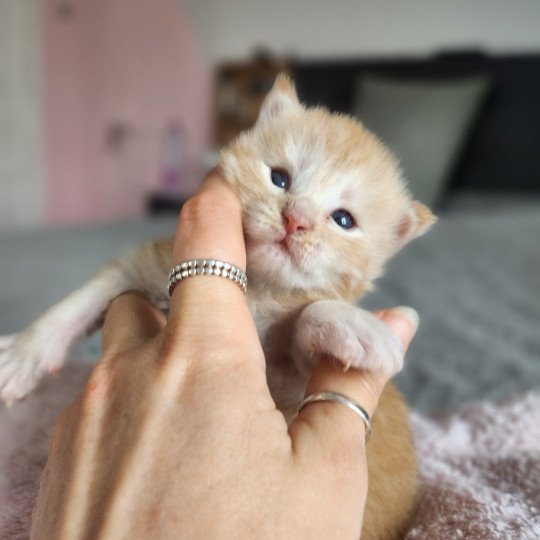chaton Maine coon red silver mackerel tabby Arizona Chatterie des Sept Phoenix red silver mackerel tabby