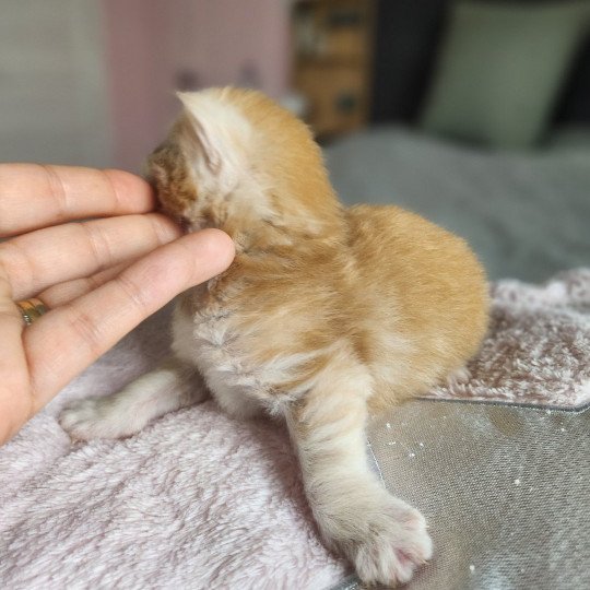 chaton Maine coon red silver mackerel tabby Arizona Chatterie des Sept Phoenix red silver mackerel tabby