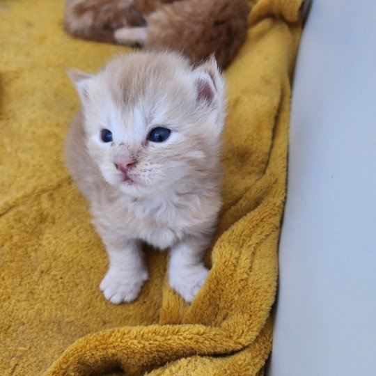 chaton Maine coon red silver mackerel tabby Arizona Chatterie des Sept Phoenix red silver mackerel tabby