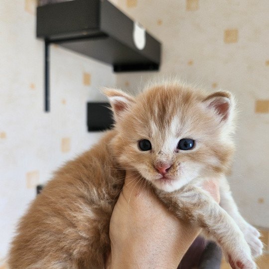chaton Maine coon red silver mackerel tabby Arizona Chatterie des Sept Phoenix red silver mackerel tabby