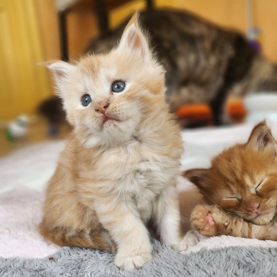 chaton Maine coon red silver mackerel tabby Arizona Chatterie des Sept Phoenix red silver mackerel tabby