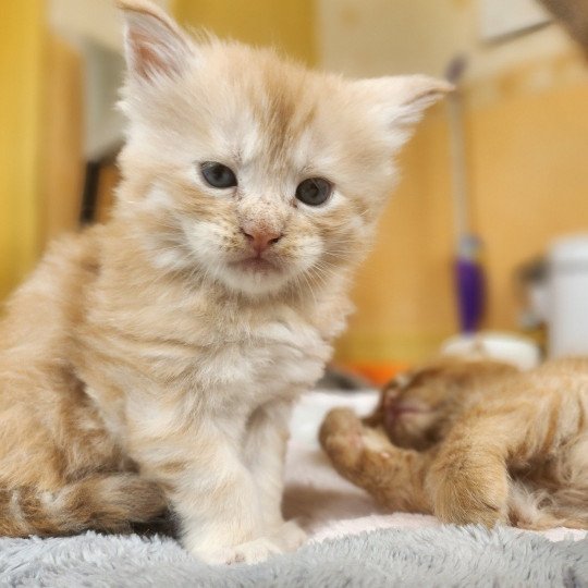 chaton Maine coon red silver mackerel tabby Arizona Chatterie des Sept Phoenix red silver mackerel tabby