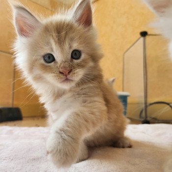 Arizona Des Sept Phoenix Femelle Maine coon