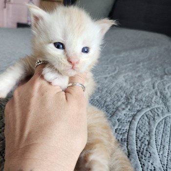 Armony Des Sept Phoenix Femelle Maine coon