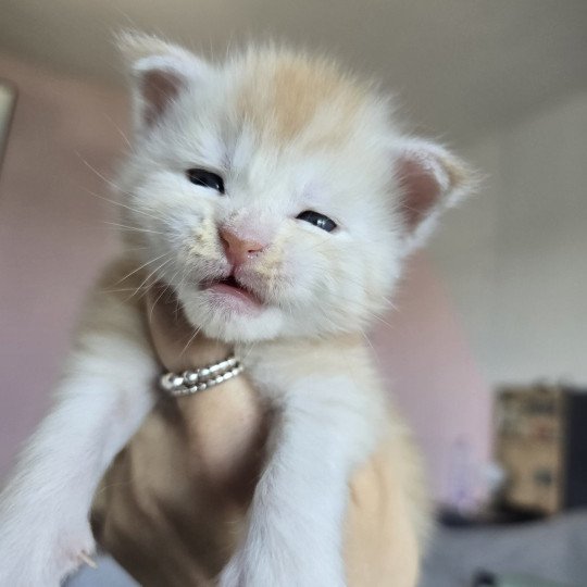 chaton Maine coon red silver mackerel tabby Artemis Chatterie des Sept Phoenix red smoke 