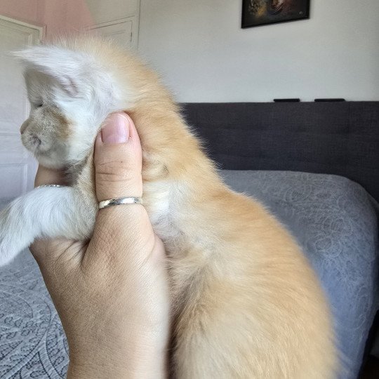 chaton Maine coon red silver mackerel tabby Artemis Chatterie des Sept Phoenix red smoke 