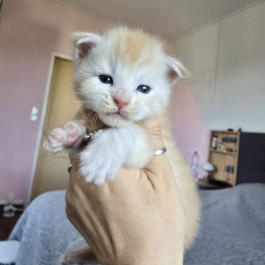 chaton Maine coon red silver mackerel tabby Artemis Chatterie des Sept Phoenix red smoke 