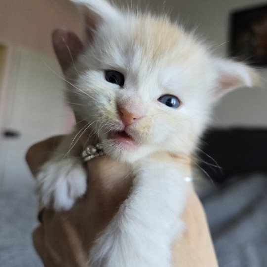chaton Maine coon red smoke Artemis Chatterie des Sept Phoenix red smoke 