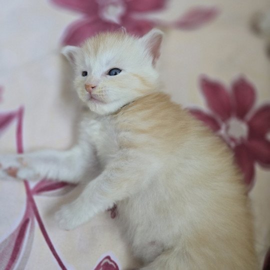 chaton Maine coon red smoke Artemis Chatterie des Sept Phoenix red smoke 